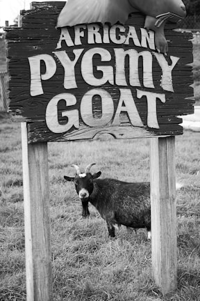 A goat with dark fur and light patches on its face stands in a grassy area behind a wooden sign that reads 'African Pygmy Goat'. The sign is rustic and weathered, adding a natural, farm-like aesthetic.