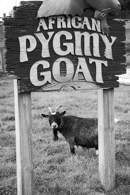 A goat with dark fur and light patches on its face stands in a grassy area behind a wooden sign that reads 'African Pygmy Goat'. The sign is rustic and weathered, adding a natural, farm-like aesthetic.