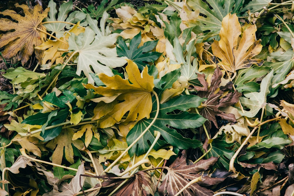 folhas de mamão amarelo e verde