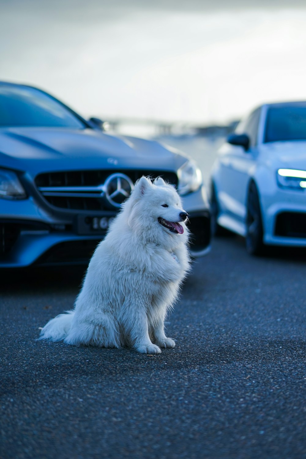 white dog sitting near Mercedes-Benz car