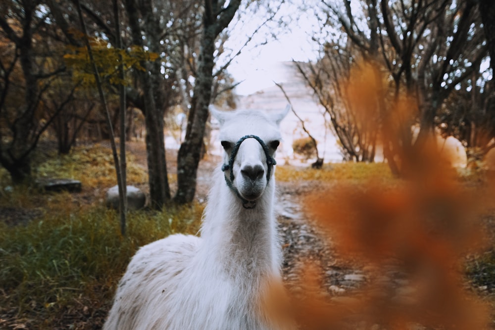 white llama beside trees