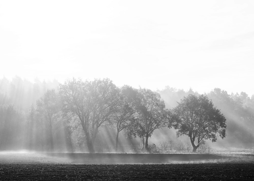 sun shining over trees