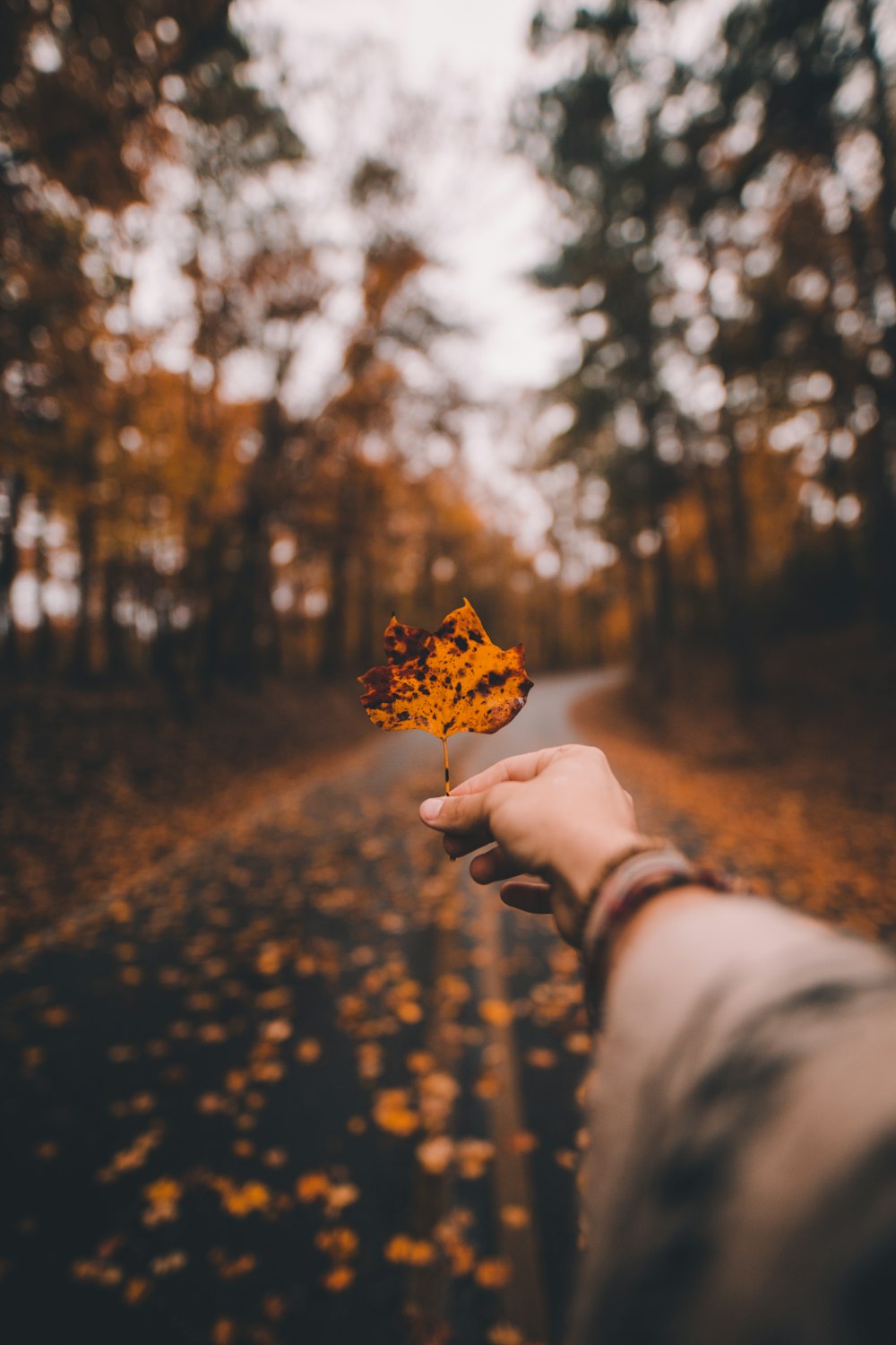 brown and black leaf during day