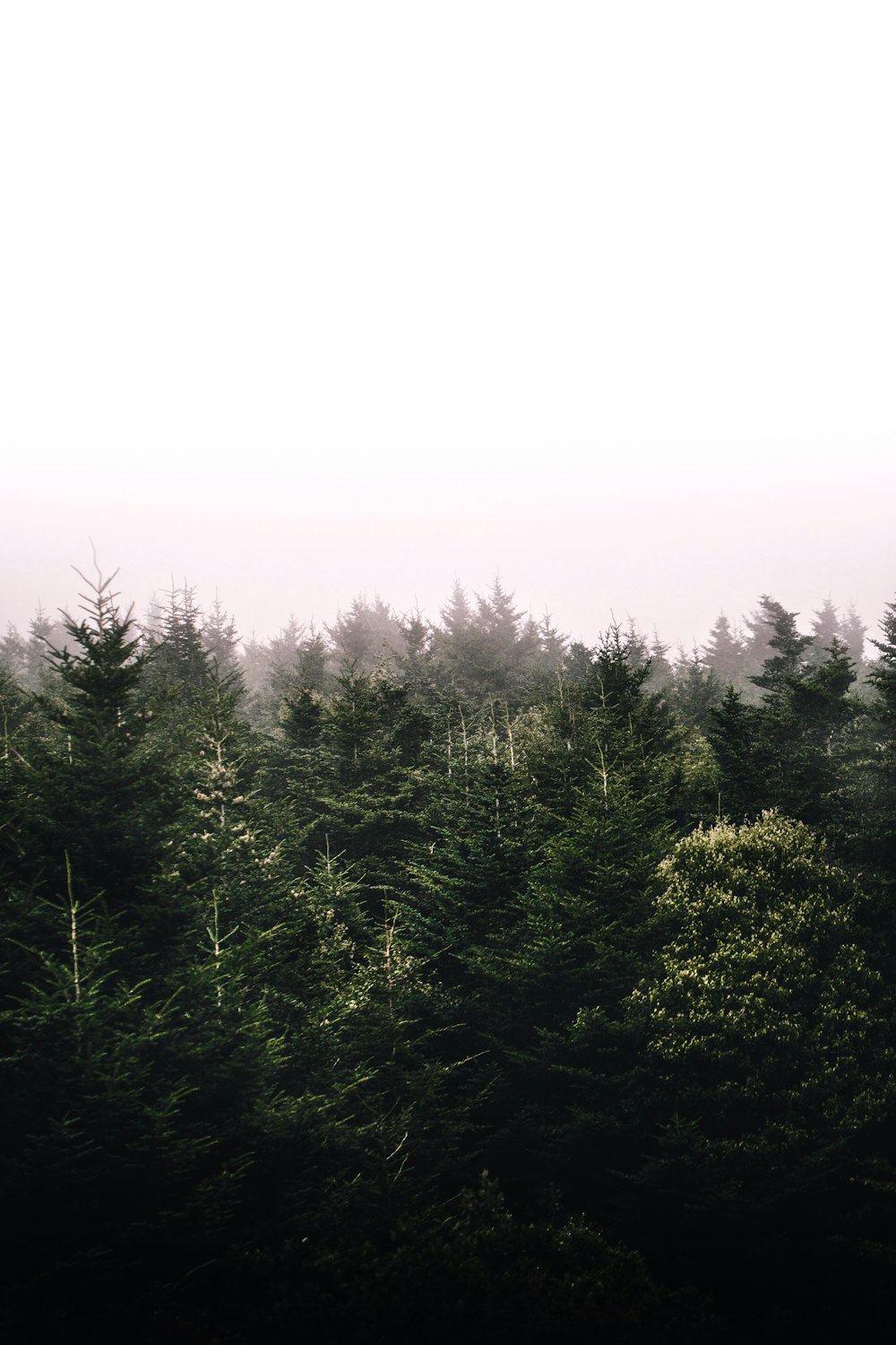 view of trees during foggy weather