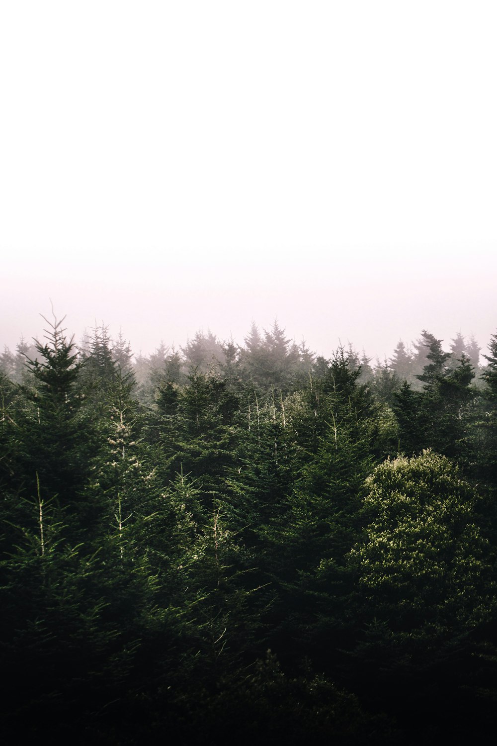 Vista degli alberi durante il tempo nebbioso