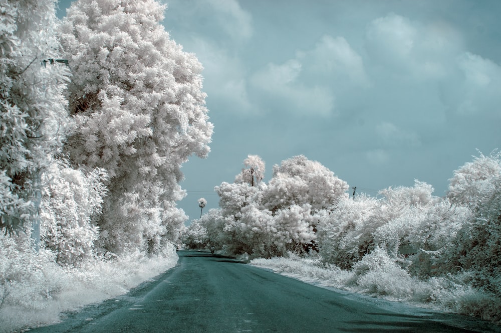 road in snowy forest under cloudy day sky