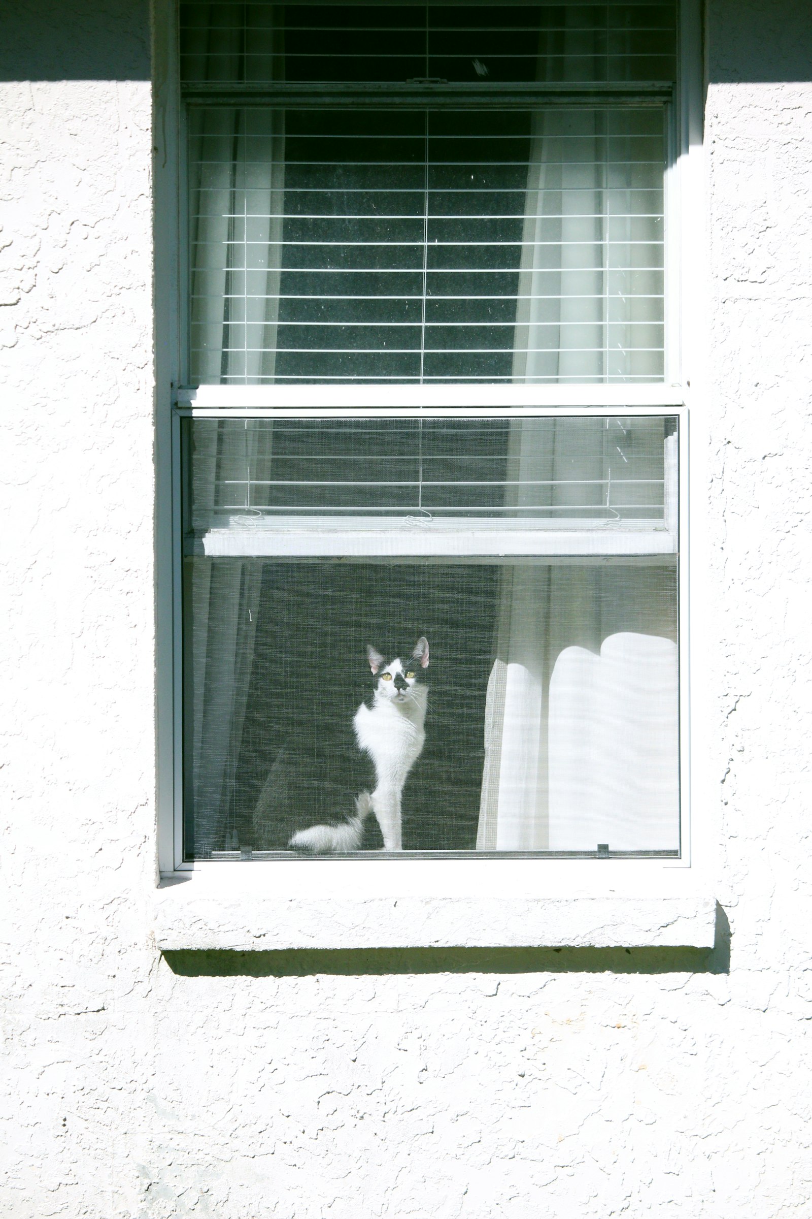 Canon EOS 70D + Canon EF-S 55-250mm F4-5.6 IS STM sample photo. Black and white cat photography