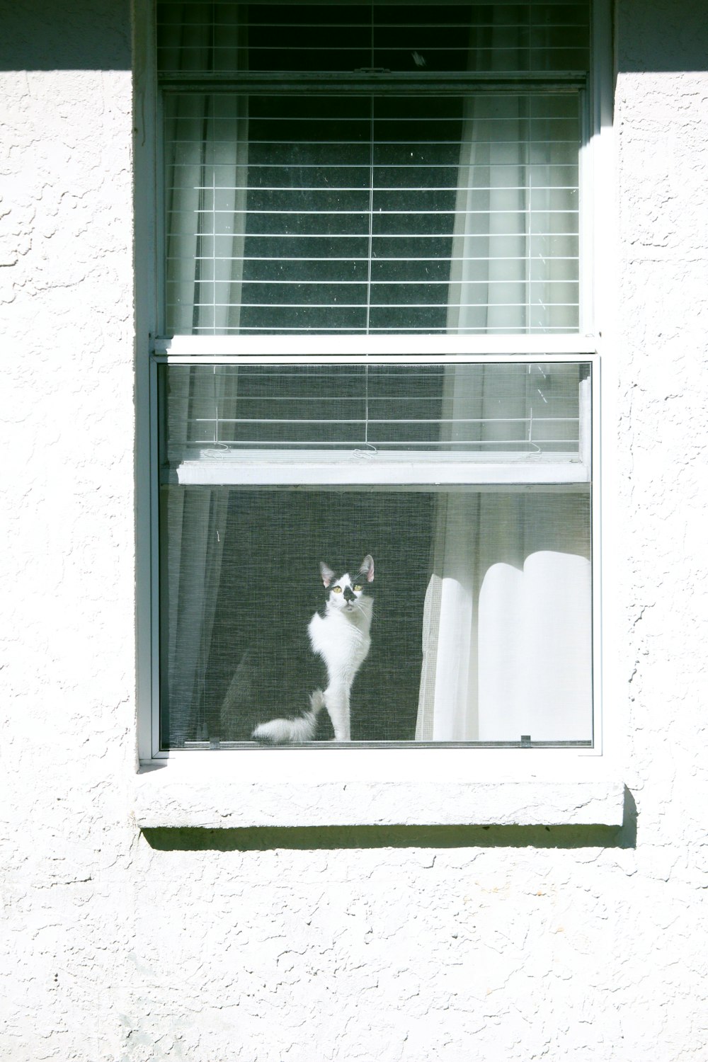 昼間の窓の上の黒と白の猫
