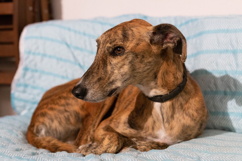 adult short-coated brindle dog