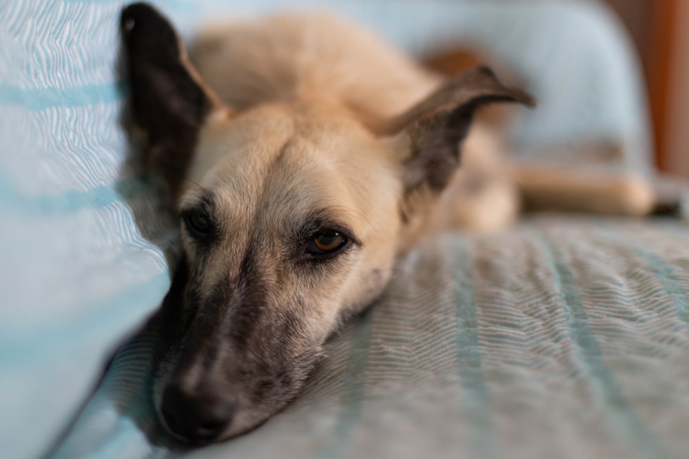 short-coated white dog lying on bed