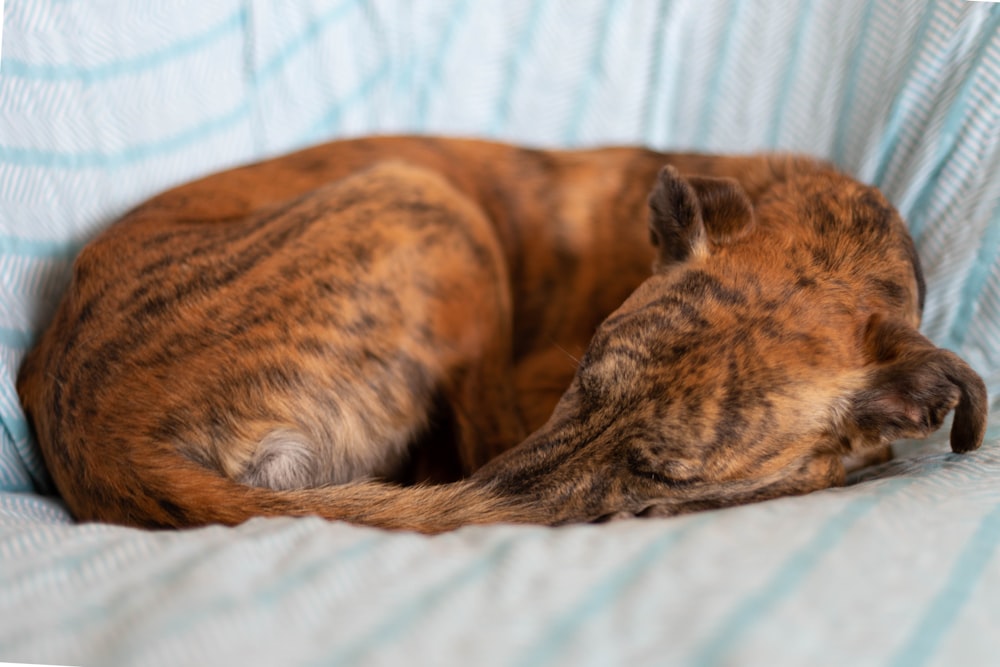 short-coated brindle dog sleeping on blue surface