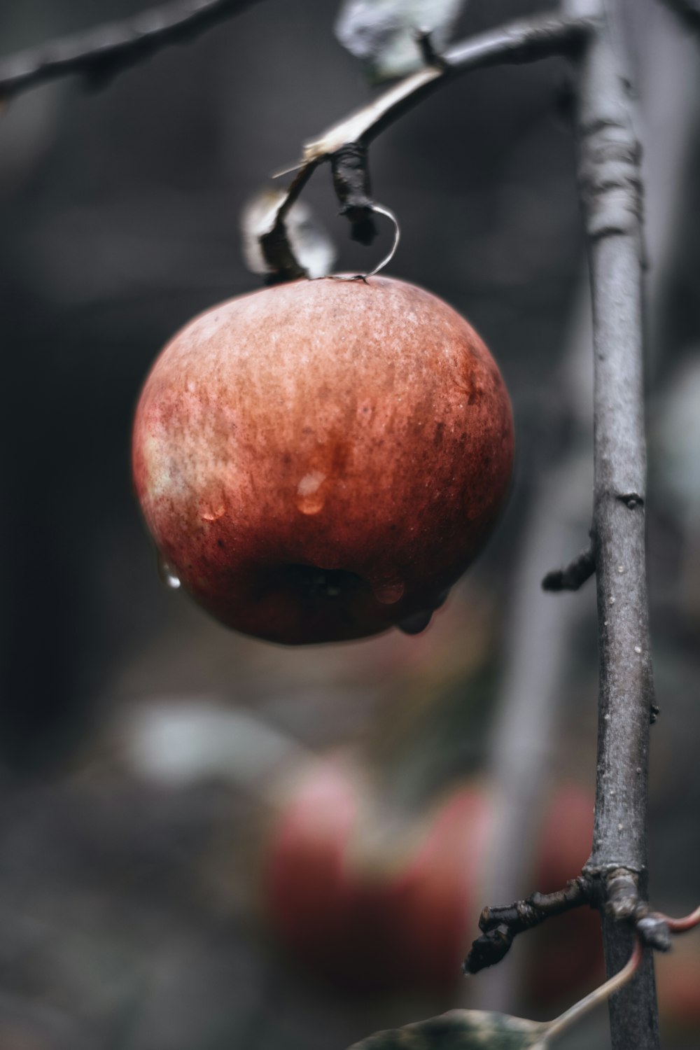 selective color photography of red apple fruit