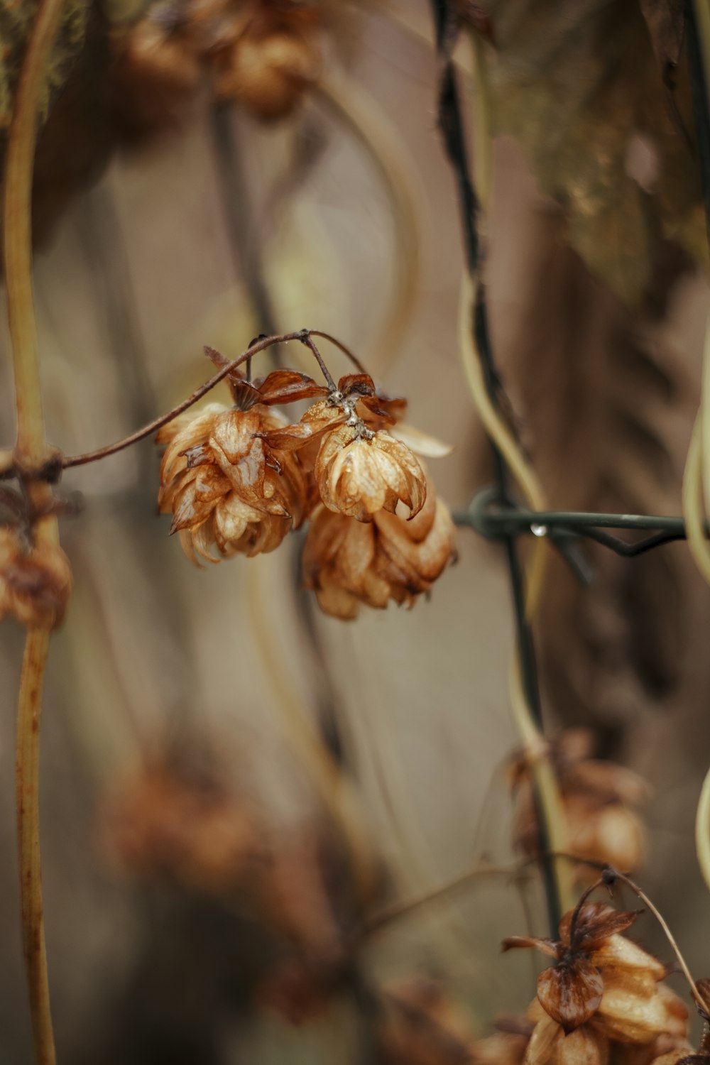 selective focus photography of orange petaled flowers