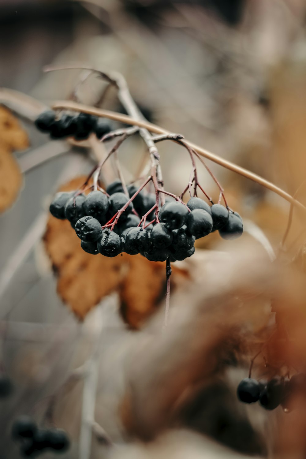 selective focus photography of black currants
