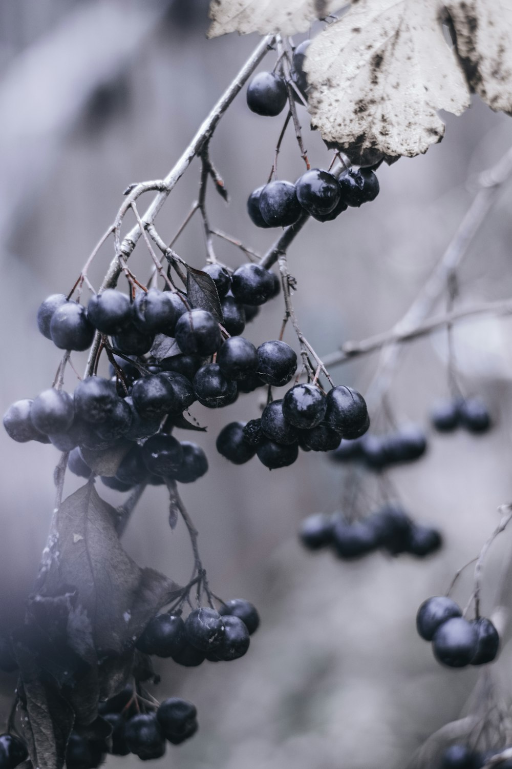 Fruits de baies dans la photographie en niveaux de gris