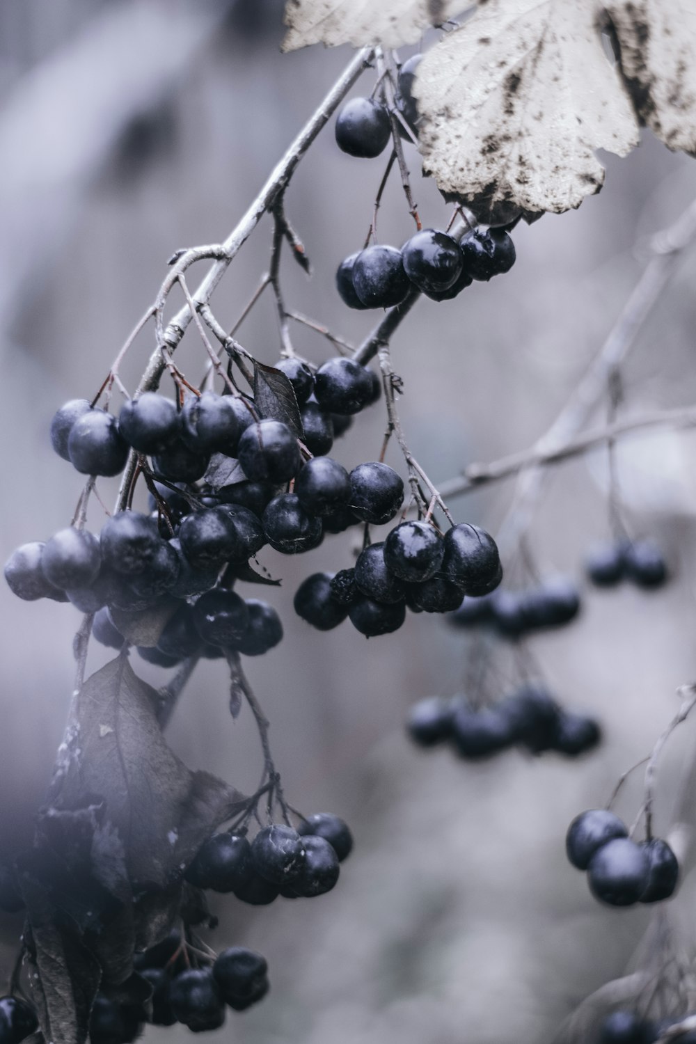 Frutos de bayas en fotografía en escala de grises