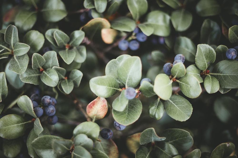 green leafed plant