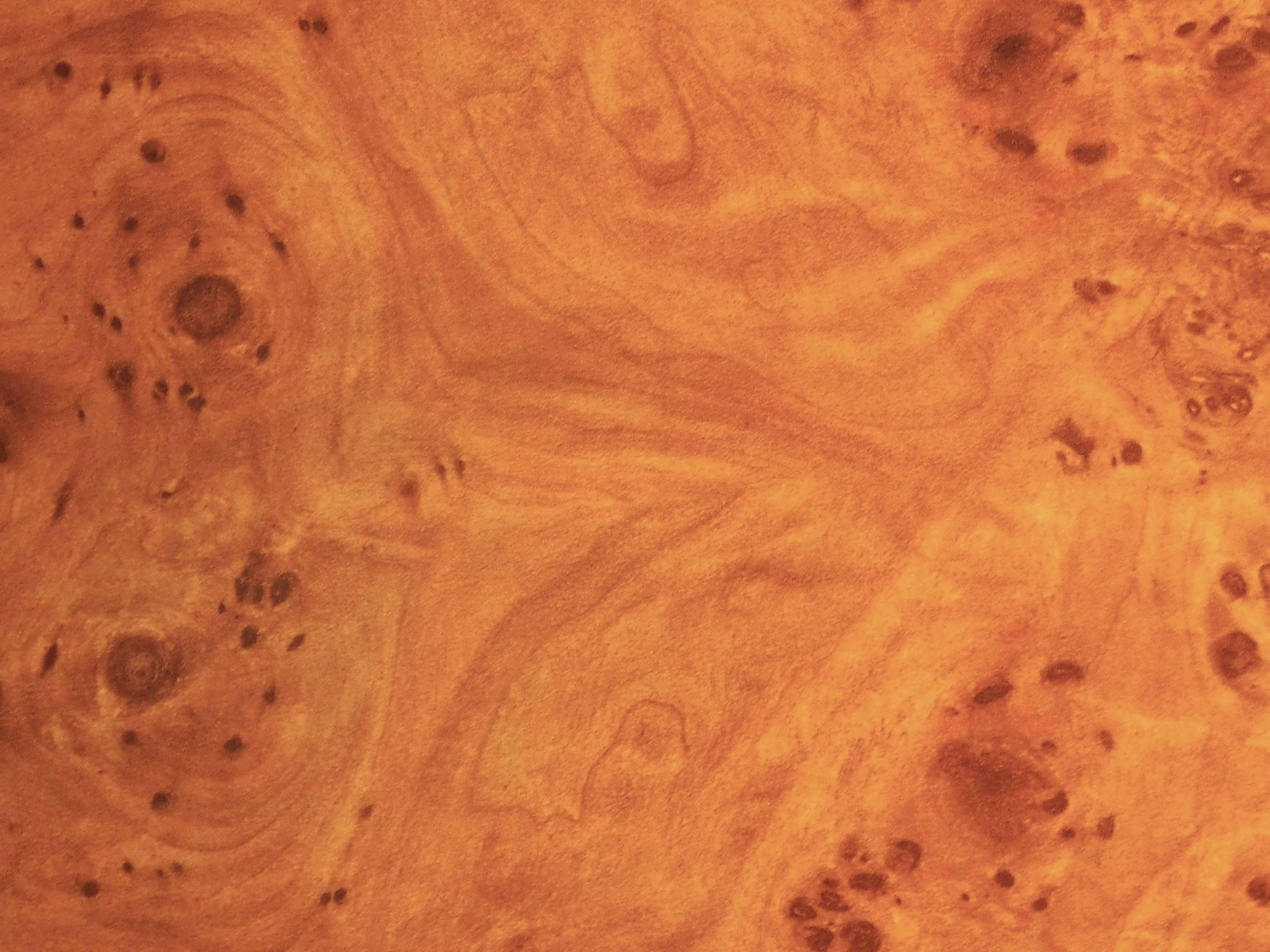 Burl Wood Coffee Table – Is It Worth the Price?