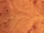 A detailed view of polished wooden burl, showcasing intricate swirling patterns and knots. The wood grain displays natural variations and unique formations, presenting a warm and appealing visual texture.