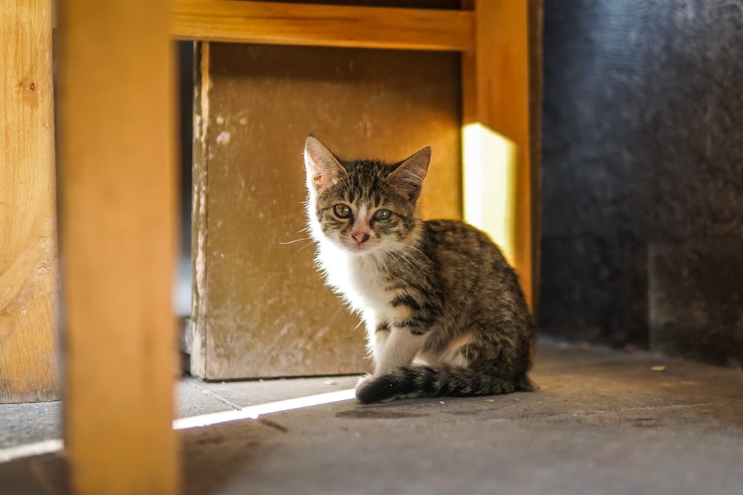 brown tabby kitten on grey pavemet, Cat