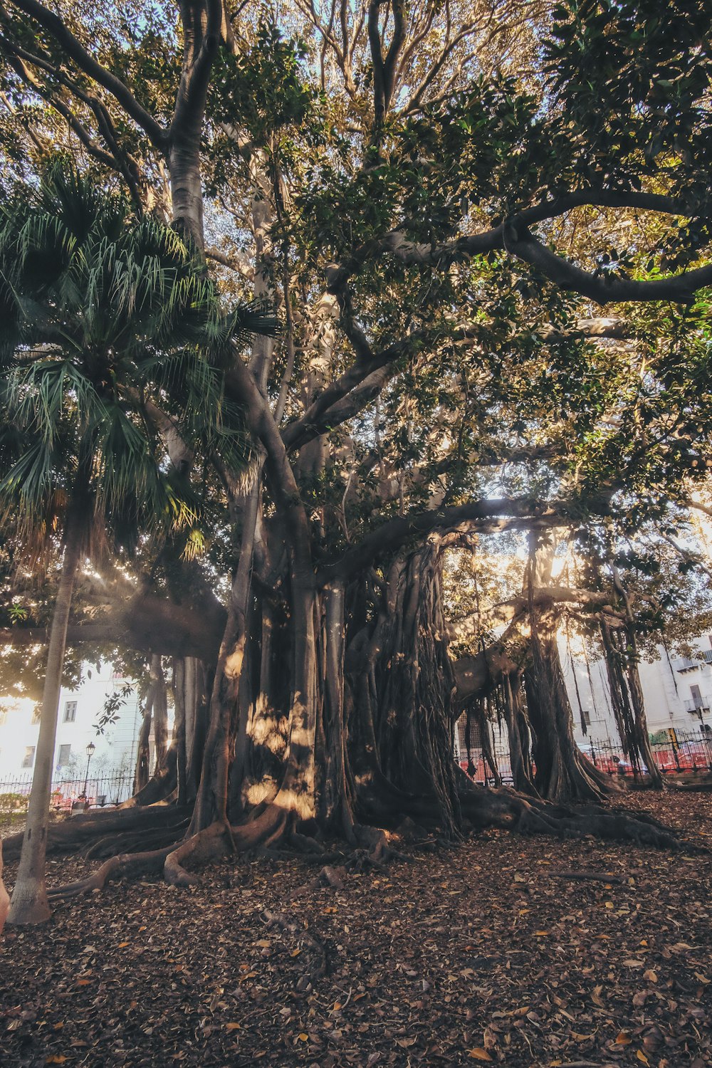 green-leafed tree