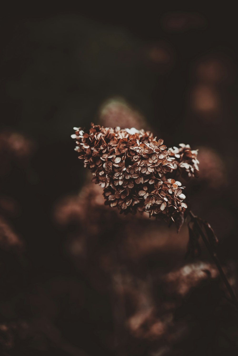 selective focus photo of brown-leaf