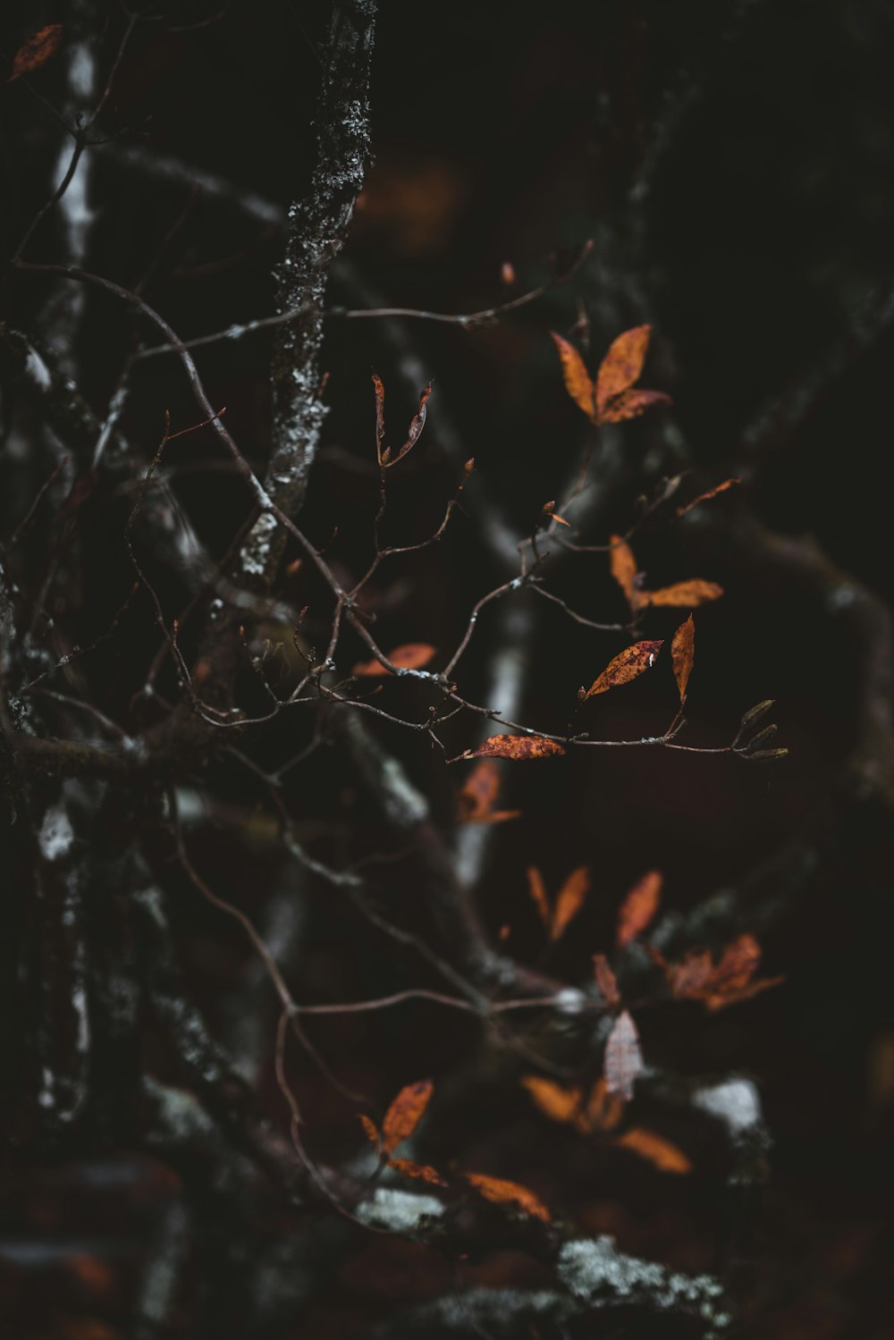 brown-leafed tree