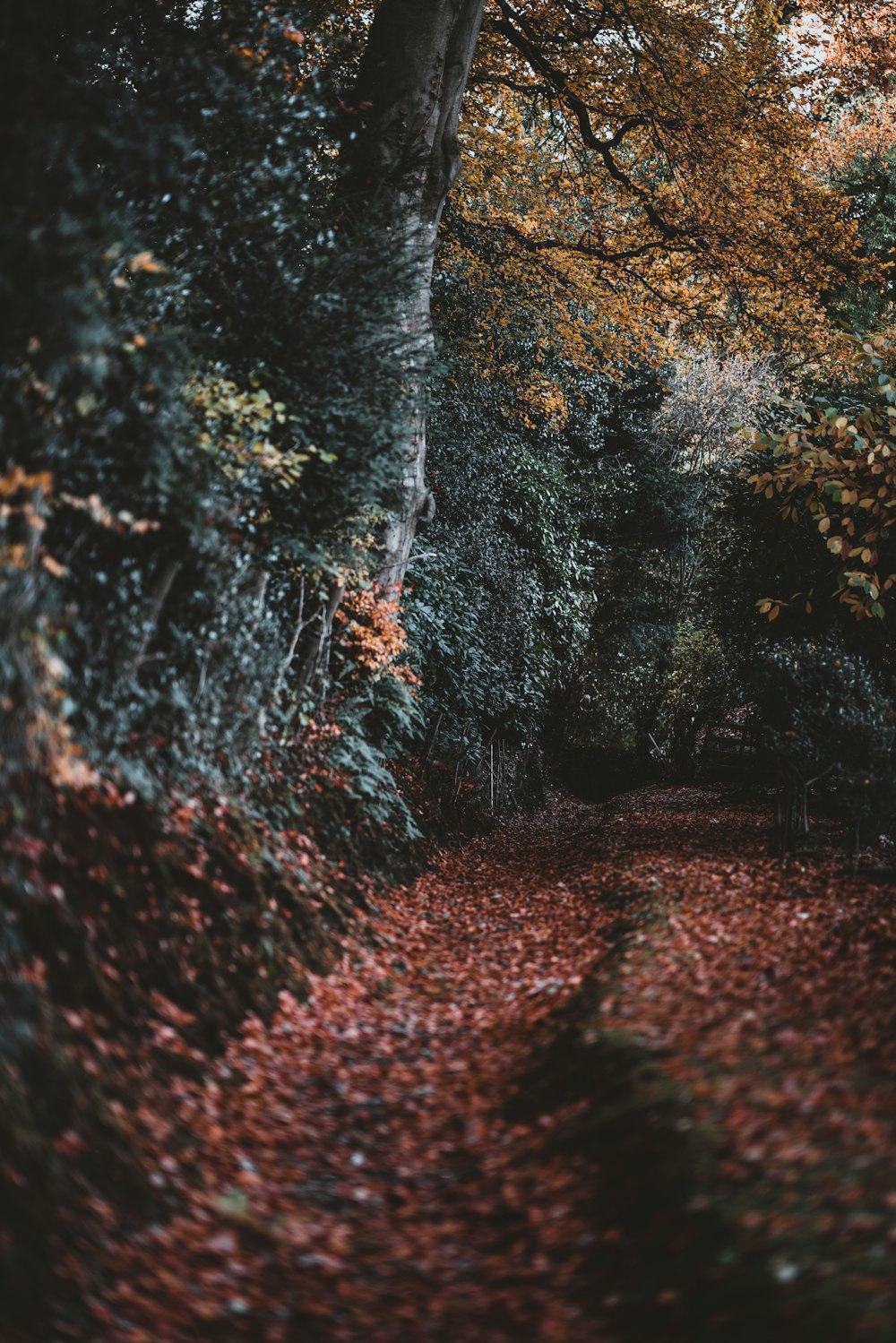 leaves covering walkway under trees