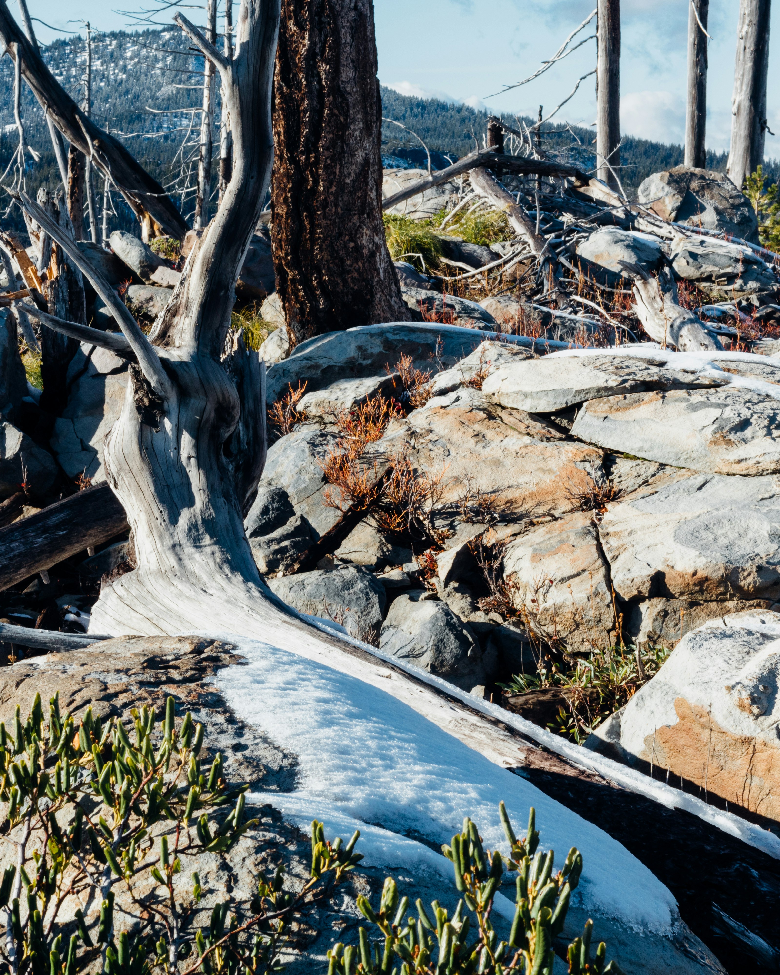 drift wood between stones