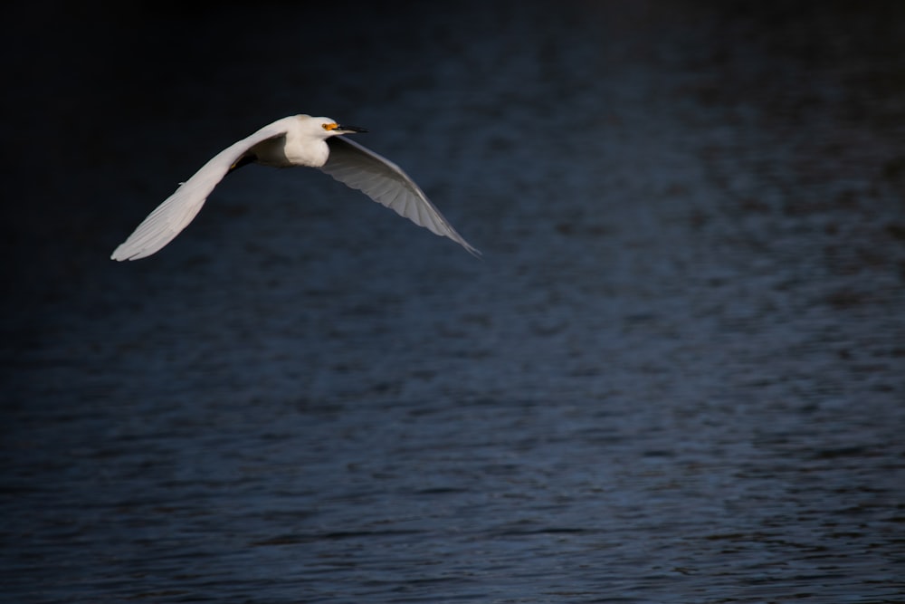 flying bird above body of water during daytime