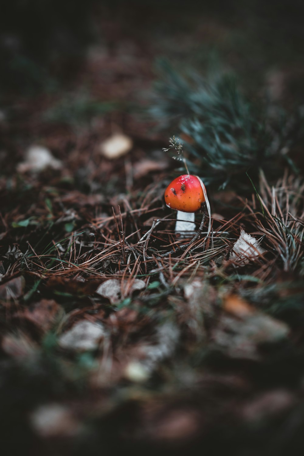 selective focus photography of grass