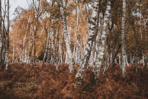 low-angle photography of trees