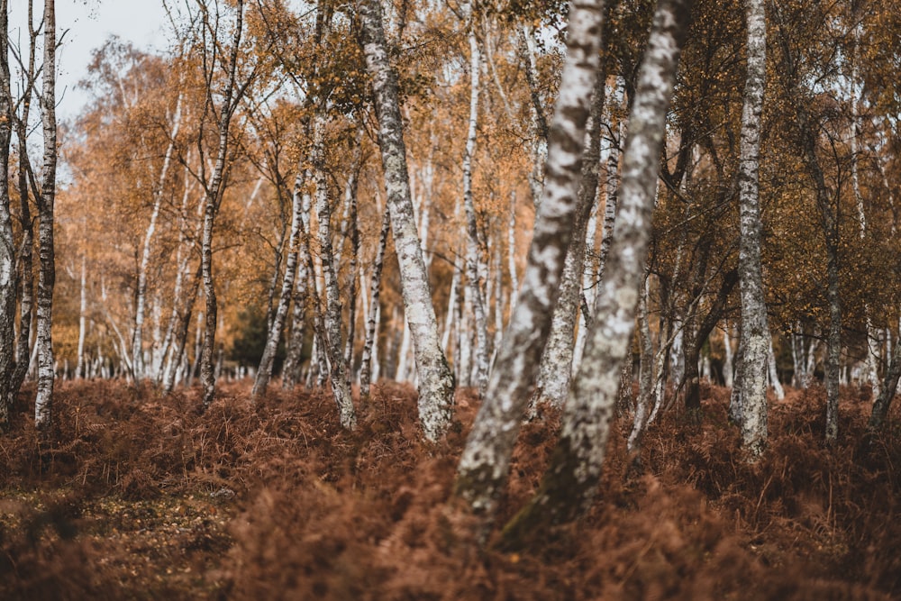 low-angle photography of trees