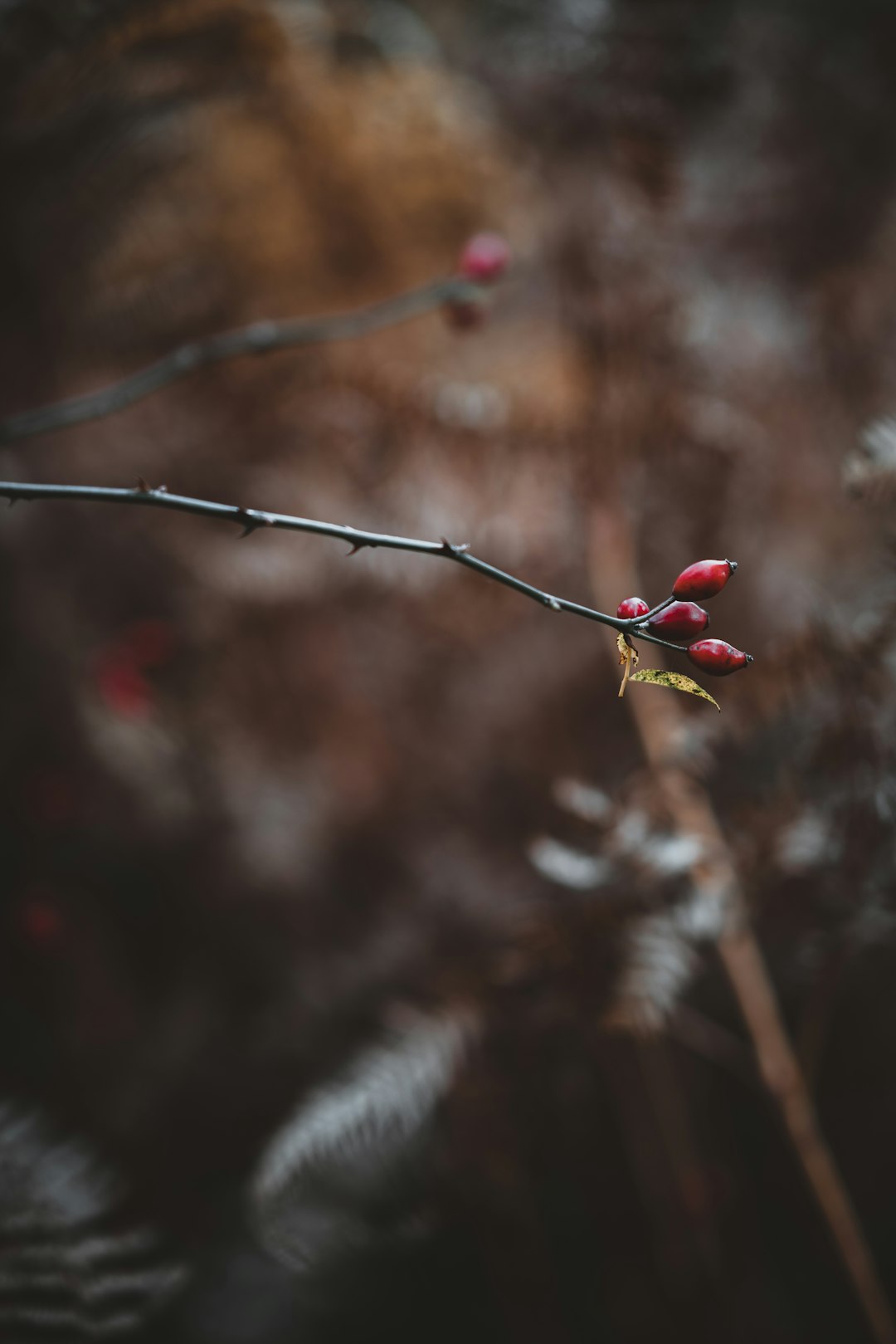 selective focus photography of red flower