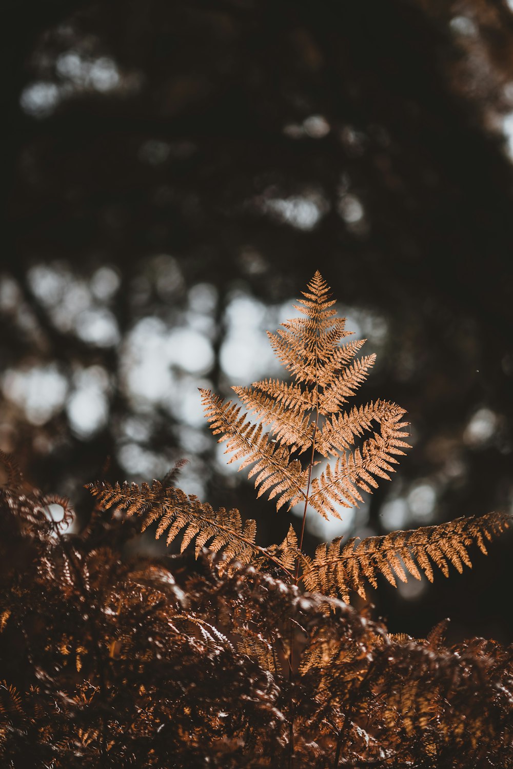 brown leaf