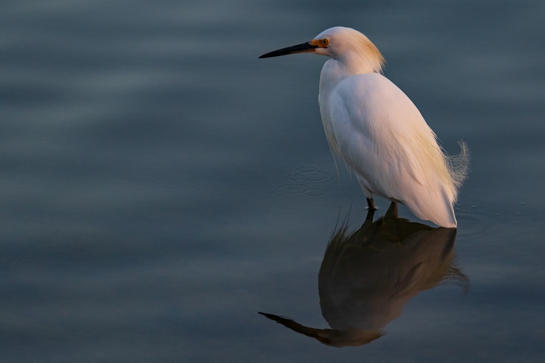 white bird in water