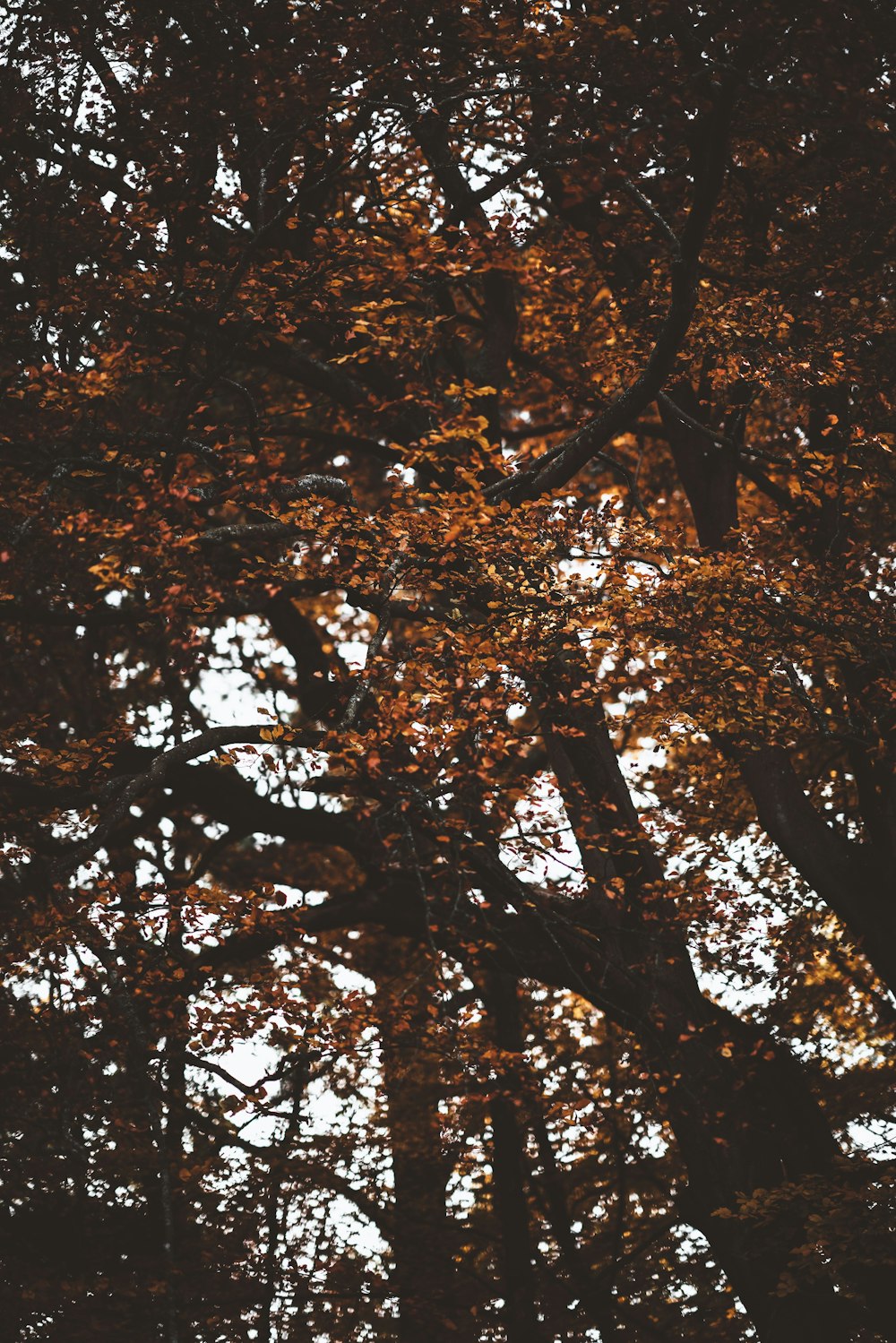 low-angle photography of trees