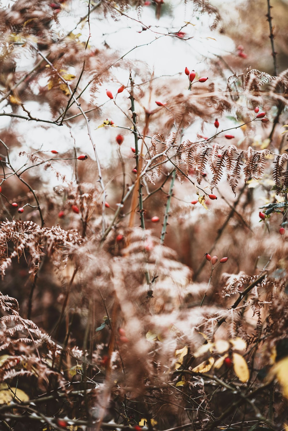 selective focus photography of fern plant