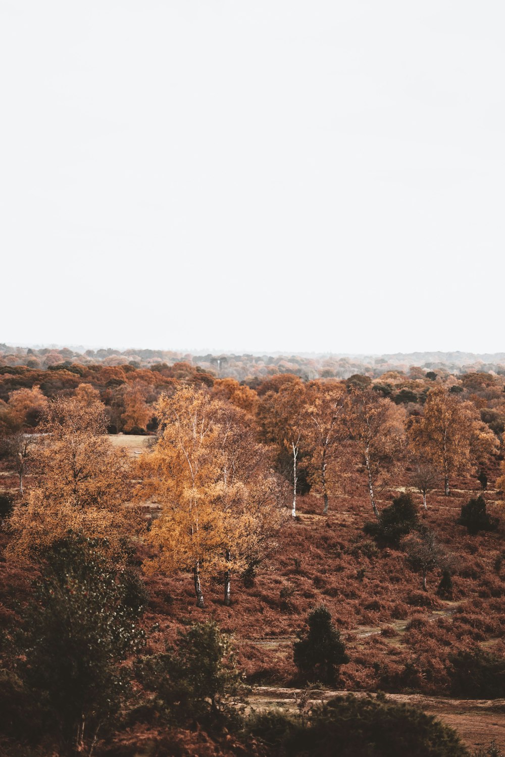 plains covered with brown trees under grey sky