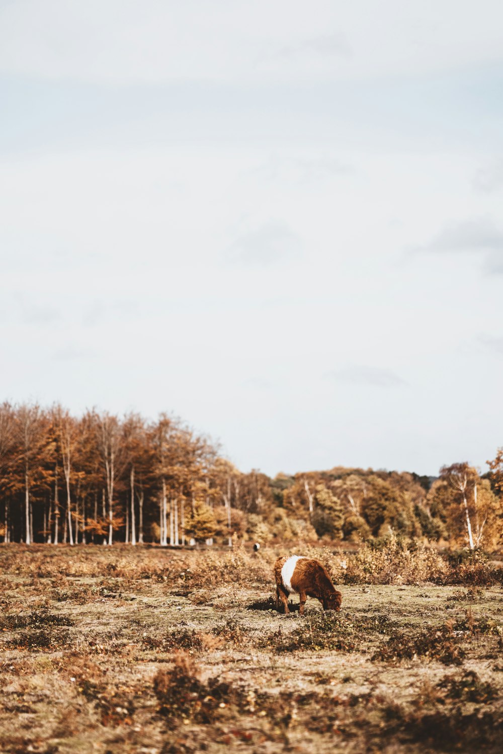 brown and white horse on brown grass field