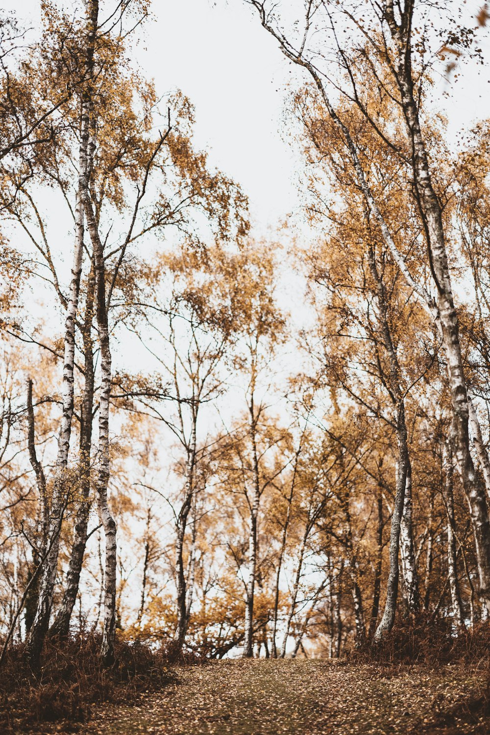 low-angle photography of trees