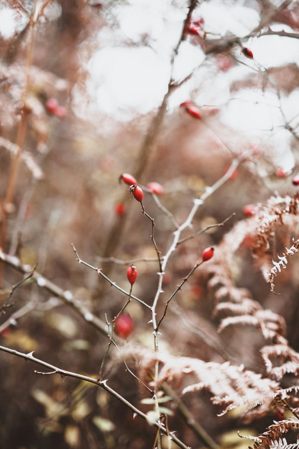 red flower buds in tree branches