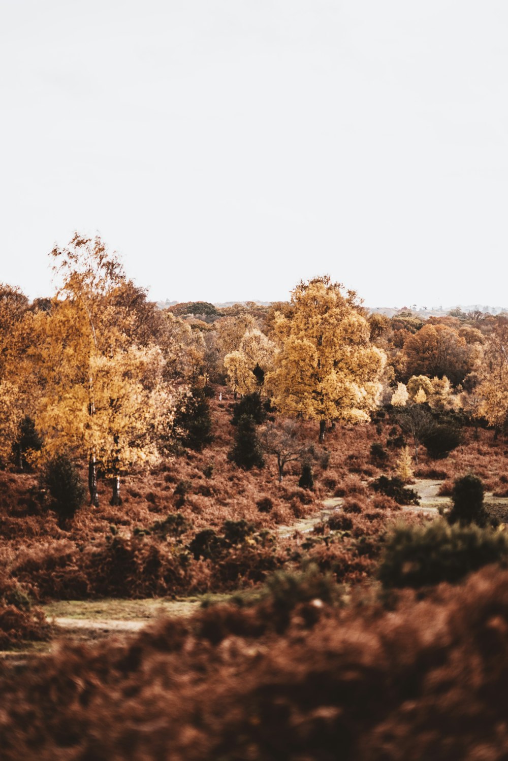 brown leaf trees