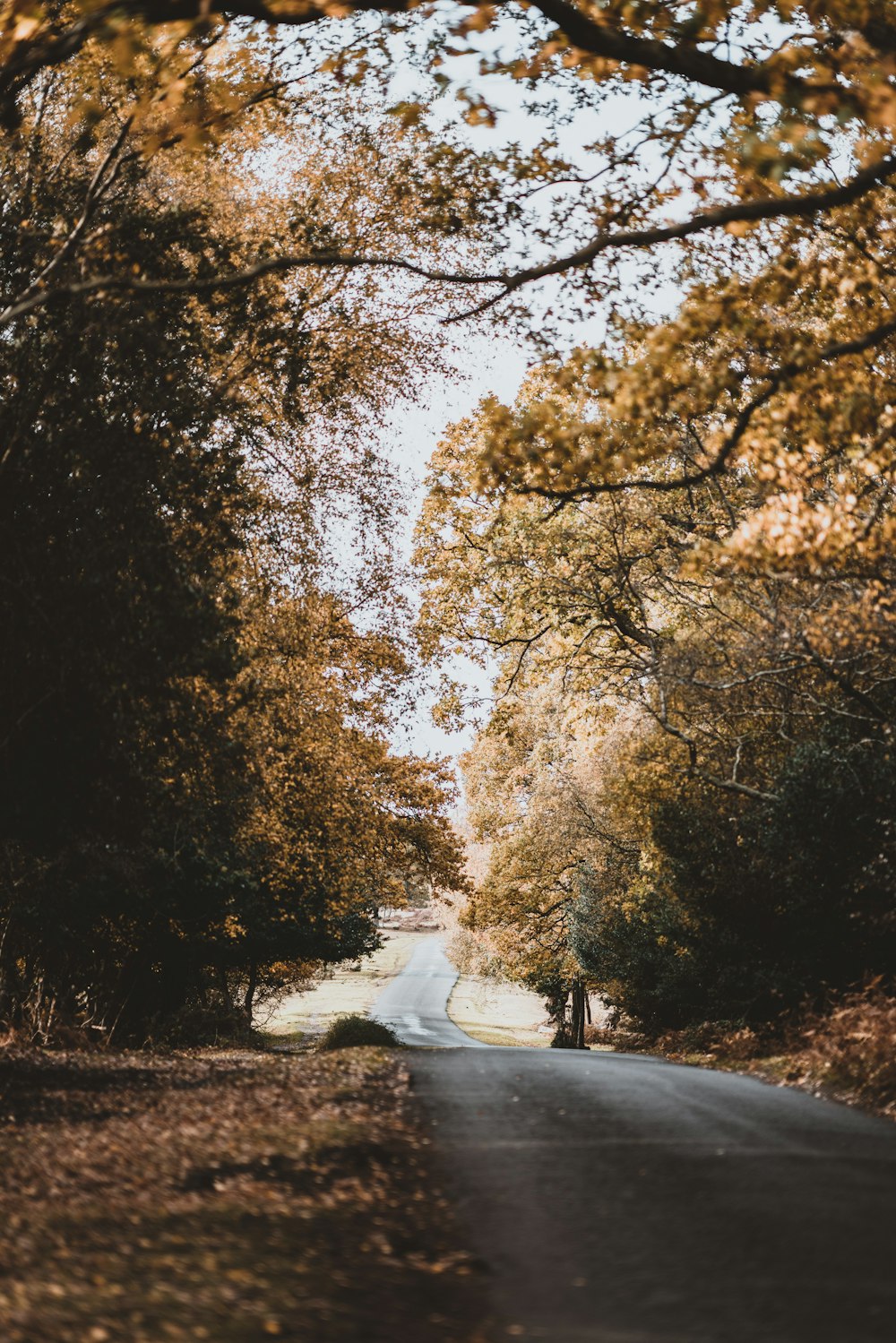 estrada cercada por árvores