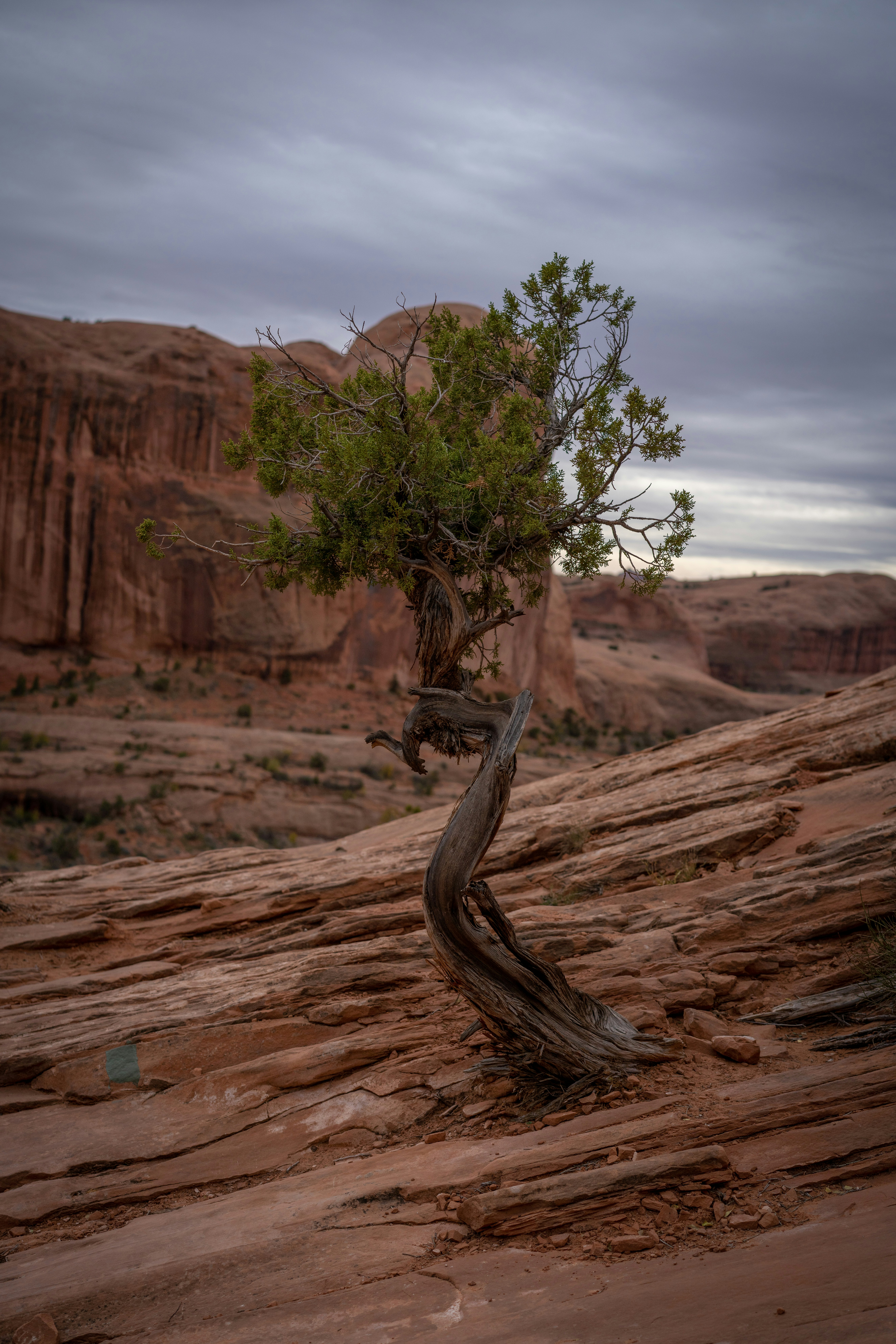 green leafed tree on mountain