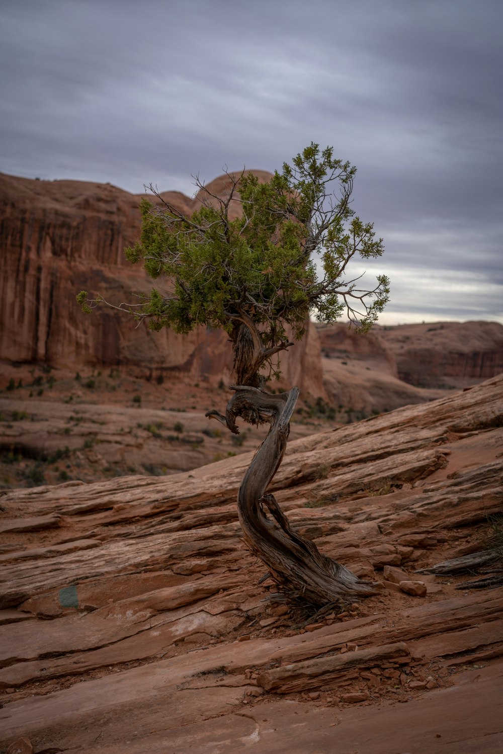 arbre à feuilles vertes sur la montagne