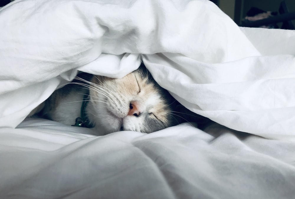 白い掛け布団の下で眠る白猫