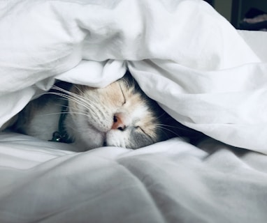 white cat sleeps under white comforter
