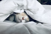cat sleeping