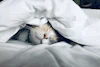 Anti Snore